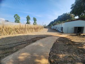 Piquets de bambou pour l'horticulture Support de plantes cannes séchées anti-moisissure pour utilisation en pépinière - Product Image 3