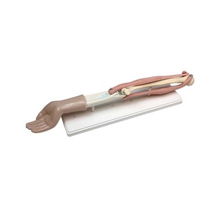 Modèle de mobilité de l'articulation du coude 33220 (modèle de biologie pour les collèges et lycées) - Instrument scientifique et éducatif - - Product Image 4