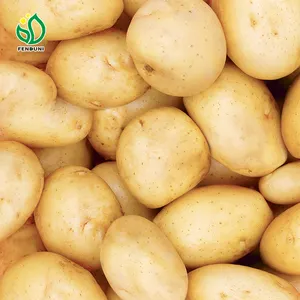 中国有机新鲜土豆优质黄色土豆重量长形
