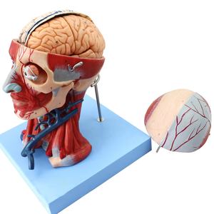 Modelo anatómico de <span class=keywords><strong>cabeza</strong></span> <span class=keywords><strong>y</strong></span> <span class=keywords><strong>cuello</strong></span> humano Modelo anatómico del cerebro - Product Image 3