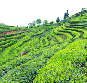 Thé Maofeng du Mont <span class=keywords><strong>Huangshan</strong></span> en gros, 1 kg, Nouvelle Récolte 2026, Thé Vert Amincissant Maojian d'Anhui en Vrac, Brut, à Vendre - Product Image 4