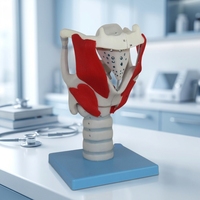 Modèle d'anatomie Larynx humain Modèle professionnel de simulation d'articulation du larynx humain agrandi Classe médicale Enseignement Affichage médical