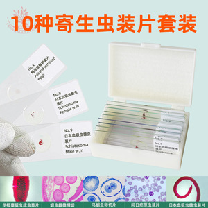 Dix lamelles de spécimens de parasites, spécimens classiques teintés pour l'enseignement supérieur et la recherche, spécimens de parasites clairs. - Product Image 2