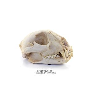 Teschio Artificiale di Qualità Museale di Dinosauro, Teschio Creativo di Testa di Pecora, Scheletro di Testa - Product Image 3