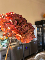 Bunga Kering Hydrangea Bigleaf Asli Awet Tahan Lama Grosir Pabrik 35-40cm Persegi Hari Ibu Tahun Baru