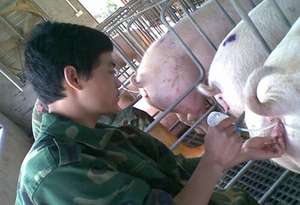 สายสวนน้ำมันหล่อลื่นวัสดุผสมเทียมสำหรับอุปกรณ์ผสมเทียมหมู - Product Image 6