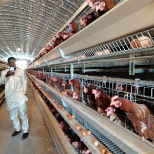 İyi fiyat H tipi otomatik yumurta tabakası tavuk çiftliği döşeme tavukları kanatlı batarya kafesleri - Product Image 3