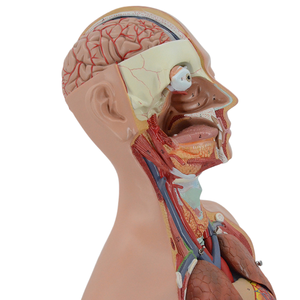 Grand torse sexuel double de 85cm, 27 parties du corps <span class=keywords><strong>humain</strong></span> naturel, modèle anatomique en PVC pour l'enseignement médical, coffre de luxe à <span class=keywords><strong>dos</strong></span> ouvert - Product Image 6