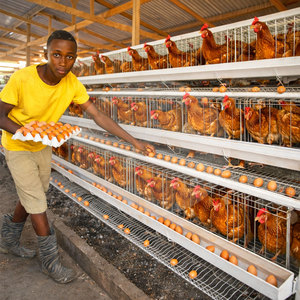 Cage de ponte en métal galvanisé pour 2000 <span class=keywords><strong>poules</strong></span> pondeuses, pour élevage avicole - Product Image 1