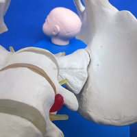 Modèle de démonstration de naissance et d'accouchement Labpilot, mannequin de formation scientifique médicale avec PVC LP/F23 pour les écoles