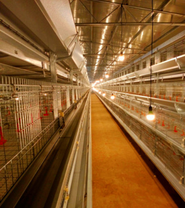 Nuevo sistema de jaulas de batería galvanizadas para 50.000 <span class=keywords><strong>aves</strong></span>, equipo automático de alimentación para gallinas ponedoras de granja - Product Image 2