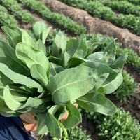 Extrait d'herbe d'Usma pour les soins capillaires, poudre de feuilles d'herbe d'Usma pour la croissance des cheveux