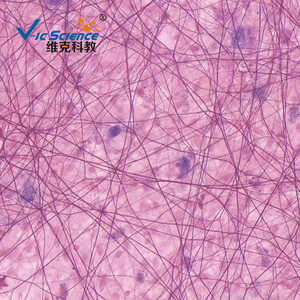 Loose connective tissue slides, tissue and physiological slides, biological sections, high school <b>microscope</b> slides - Product Image 4