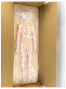 Modelo de Anatomía <span class=keywords><strong>del</strong></span> <span class=keywords><strong>Sistema</strong></span> <span class=keywords><strong>Nervioso</strong></span> Humano, Modelo <span class=keywords><strong>del</strong></span> <span class=keywords><strong>Sistema</strong></span> <span class=keywords><strong>Nervioso</strong></span> Central, Modelo <span class=keywords><strong>del</strong></span> <span class=keywords><strong>Sistema</strong></span> Cerebroespinal - Product Image 5