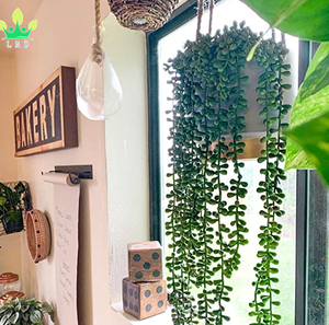 4 Cây Mọng Nước Nhân Tạo Cây Treo Chuỗi Ngọc Trai Giả Để Trang Trí Tường Nhà Vườn (Mỗi Chiều Dài 24 Inch) - Product Image 6