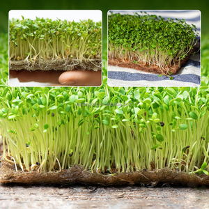 Microgreens - Rollo de Malla de Cultivo Reutilizable de Celulosa, Yute y <span class=keywords><strong>Fibra</strong></span> de Coco para Tomates y Guisantes - Product Image 6