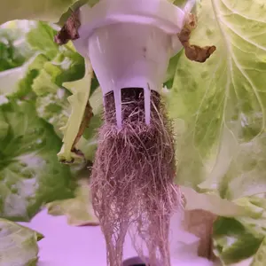 UPuper culture de légumes à feuilles serre hydroponique iceberg laitue graine cultiver la laine de roche plateau de semis