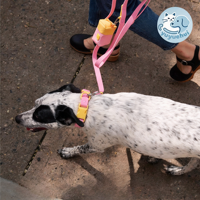 Collier pour chien en silicone souple et flexible, facile à nettoyer, léger, durable, collier de sécurité pour chiot, chat, chien, extérieur