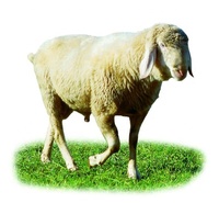 Additifs alimentaires pour animaux formule allicine additif alimentaire de qualité farine de tournesol