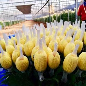 Khả năng phục hồi cao nhựa <span class=keywords><strong>PE</strong></span> <span class=keywords><strong>Rose</strong></span> <span class=keywords><strong>Flower</strong></span> Bud Net Lưới Net Bìa - Product Image 4