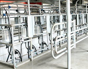Macchina per la Mungitura a Montaggio Centrale: Protegge la Salute delle Mucche da Latte, Migliora la Qualità del Latte, Garantisce la Purezza e la Sicurezza del Latte Grezzo dalla Fonte - Product Image 3