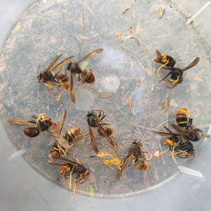 Trappola per Feromoni <span class=keywords><strong>Vespa</strong></span> Velutinc Ecologica Non Tossica con Tubo Capillare per il Controllo dei Calabroni Asiatici - Product Image 2