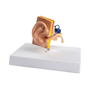 Modello dell'orecchio umano FRT341 orecchio umano Ultra realistico modello anatomico 1:1 orecchio interno a grandezza naturale modello di insegnamento ricorso - Product Image 3
