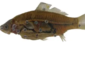 Manufacturers Direct Sales Of High-quality Marine Biological Specimens For Teaching And Research Fish Specimens