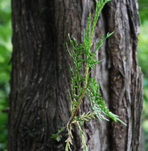 Nuovo albero di Arborvitae cinese essiccato lascia tagli di foglie di Arborvitae cinese puro naturale in vendita - Product Image 6