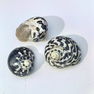 Gepolijst Spoor Seastar Zwarte Diamant Slak Heremietkreeft Vervanging Schelp <span class=keywords><strong>Aquarium</strong></span> Landschapsdecoratie Echte Touch Voor - Product Image 3