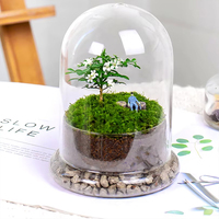 Terrarium en verre pour micro-paysage de plantes de bureau, vase hydroponique en verre pour la décoration, plantes succulentes, fougères, plantes aériennes, vase en dôme