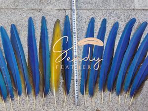 <span class=keywords><strong>Plumas</strong></span> <span class=keywords><strong>de</strong></span> Faisán Naturales para Confección <span class=keywords><strong>de</strong></span> Disfraces <span class=keywords><strong>de</strong></span> <span class=keywords><strong>Carnaval</strong></span>, <span class=keywords><strong>Plumas</strong></span> <span class=keywords><strong>de</strong></span> Loro 20-25cm 30-35cm, Tocado Azul para la Cabeza y Mochila <span class=keywords><strong>de</strong></span> Baile - Product Image 5