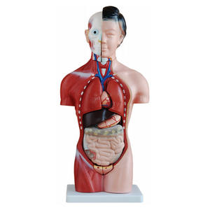 मेडिकल स्कूल के लिए मानव शिक्षण 42 सेमी महिला टोरसो 15 भाग टोर्सो श्रृंखला मॉडल - Product Image 1