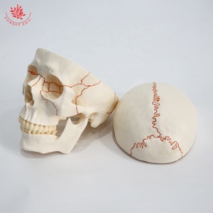 Model bantuan pengajaran biologi tengkorak manusia FRT020 Model tengkorak anatomi dalam kualitas tinggi Model tulang dewasa latihan medis - Product Image 3