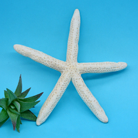 Coquillages de mer à doigts naturels, étoile de mer suspendue, décor de maison fait à la main, étoile de mer, jouet pour enfants, plante cadeau Diy
