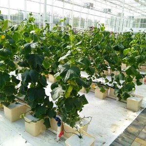 Small Hydroponic Growing System with Bato Bucket Drip Irrigation Dutch Bucket - Product Image 3