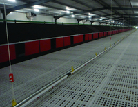 Équipement d'élevage avicole automatique pour poules reproductrices