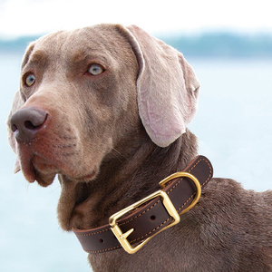 Eavy duty-<span class=keywords><strong>collar</strong></span> de perro con hebilla de cuero genuino, accesorio con logotipo personalizado para Centro Comercial edium ARGE OGS uppy at Itten - Product Image 6