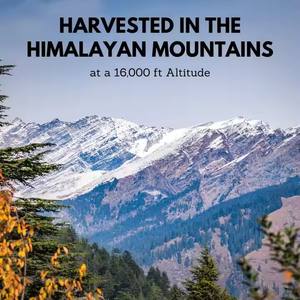 Gouttes liquides pures de Shilajit de l'Himalaya de marque interne les plus vendues Suppléments à base de plantes testés en laboratoire pour adultes Liquide oral - Product Image 6