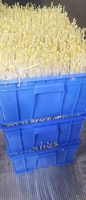 Máquina de Germinación de Brotes de Frijol Shandong Kefa con Control Automático de Temperatura, Alta Capacidad de 500 kg/día, Equipo Comercial de Germinación con PLC