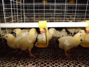 H tipo animale strato caldo galvanizzato batteria Brooder gabbia di pollo pollame allevamento del bambino pollo gabbie per le vendite - Product Image 2