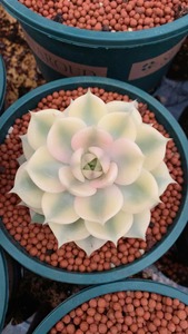 Suculentas Raras y Populares: <span class=keywords><strong>Echeveria</strong></span> 'Baikal' - Frescas y que Embellecen el Pequeño Paisaje del Hogar - Product Image 2