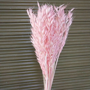 L06528 naturel réel séché avoine herbe naturel <span class=keywords><strong>lin</strong></span> doré gousses fleurs sec blé Grains Avena avoine séché Avena avoine - Product Image 2