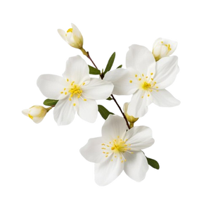Flor de Jazmín Natural, Ingrediente Floral Seco y Aromático para Té de Hierbas, Aromaterapia, Cuidado de la Piel, Cuidado del Cabello, Bienestar Ayurvédico - Product Image 1