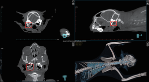 ペット動物獣医<span class=keywords><strong>Mri</strong></span>マシン獣医機器プロフェッショナルCt X線システム医療用 - Product Image 6