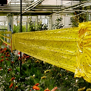 ม้วนกาวดักแมลงแบบใช้แล้วทิ้ง PP Solid กันน้ำ เป็นมิตร<span class=keywords><strong>กับ</strong></span>สิ่งแวดล้อม ขนาด 15 ซม. x 100 ม. สำหรับดักแมลงบนลำต้นไม้และในโรงเรือน กำจัดแมลงสาบ - Product Image 4