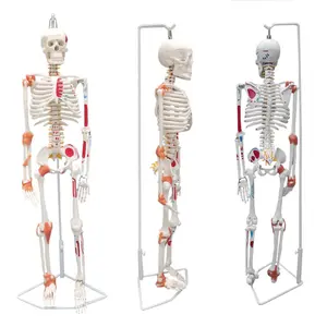 Anatomie modell des menschlichen Skeletts mit Band-und Farb malerei, 85cm medizinisches Modell in halber Größe