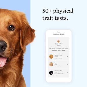 Kit Esencial para Pruebas de ADN Canino, Prueba de Alta Precisión para Más de 430 Razas de Perros, 30 Afecciones Genéticas, Más de 50 Características, Ascendencia, Más de 5 Millones de Mascotas - Product Image 5