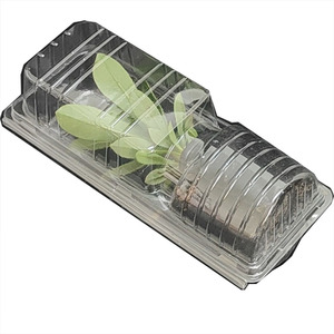 定制PET塑料吸塑活植物车苗花盆运输保护吸塑盒 - Product Image 4