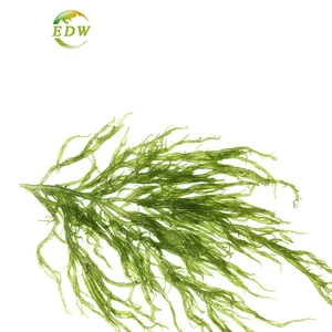 海藻エキスフコキサンチン1% DurvilleaAntarticaエキス